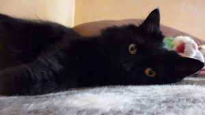 gato negro