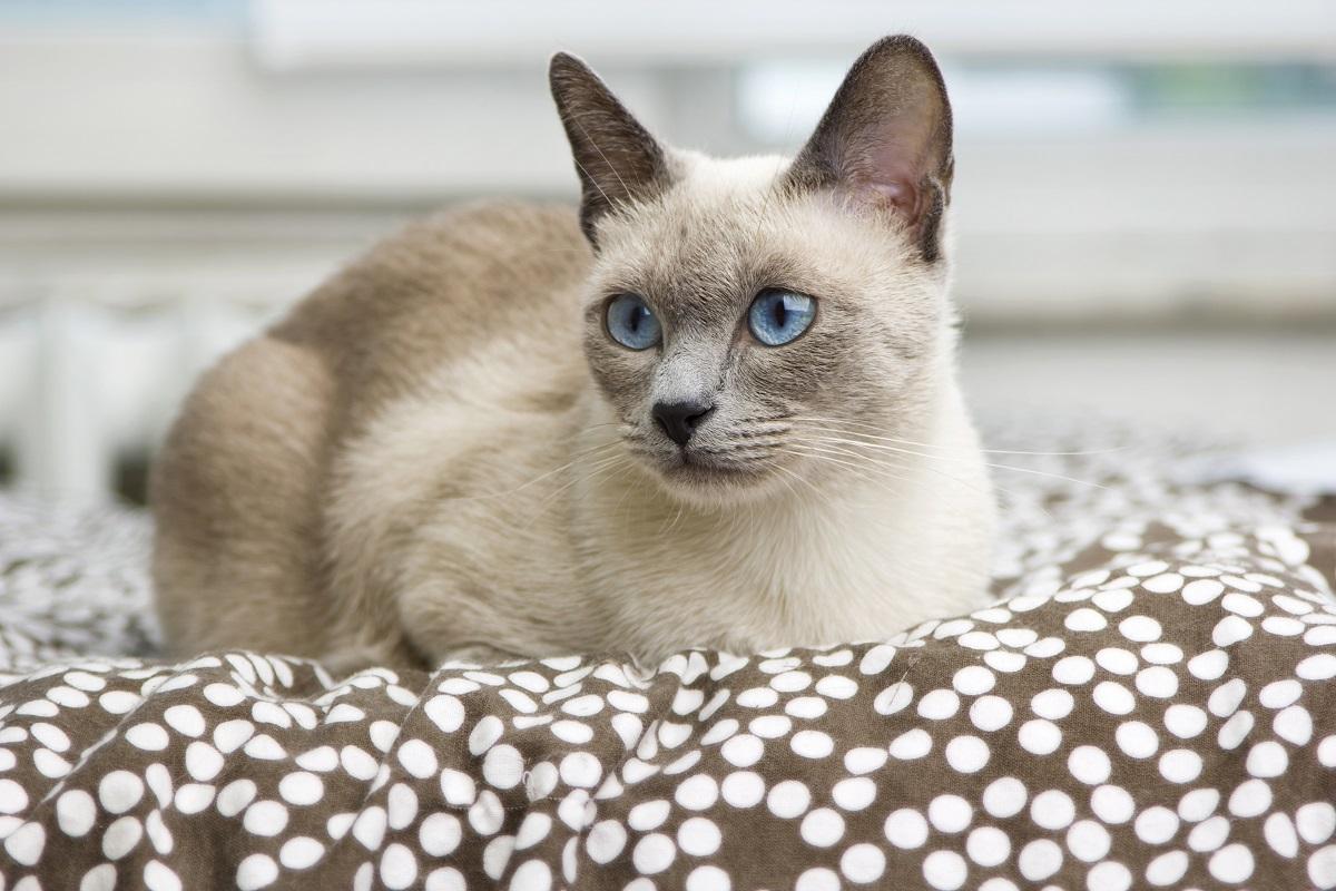 Gatos Siameses ¡Con Fotos! Características y carácter de la raza