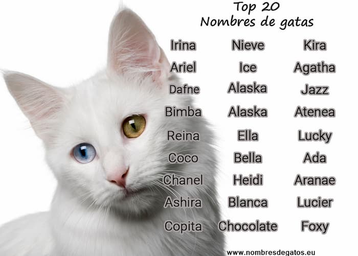 Nombres gatos hembras - originales para tu gata