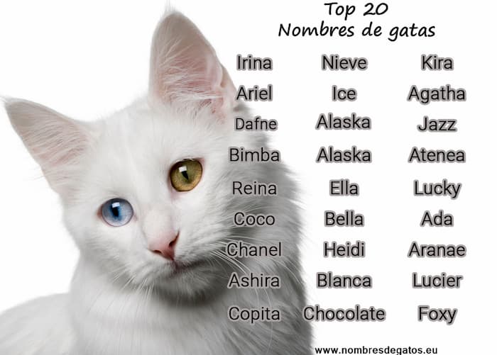 Nombres para una gatita blanca