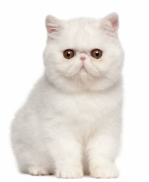 ruptura Calma Solenoide Nombres para gatos blancos - 180+ Ideas para llamar a tu gato