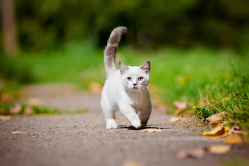 Nombres para gatos blancos machos