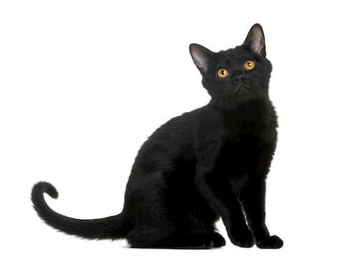 Nombres para gatas negras - 300+ de nombres para tu gato negro