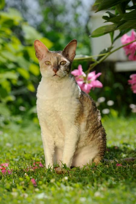 Gata cornish rex