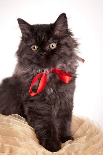 Gata negra british long hair