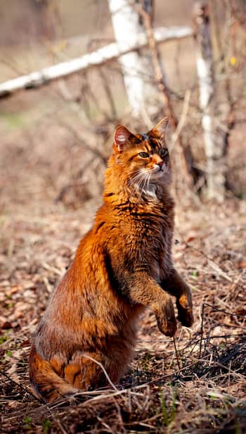 gato raza somalí