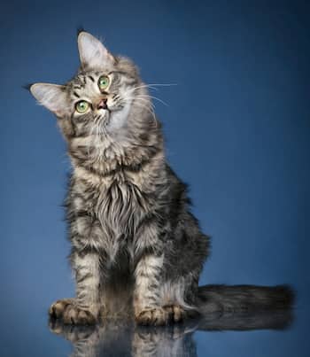Gato de la raza maine coon