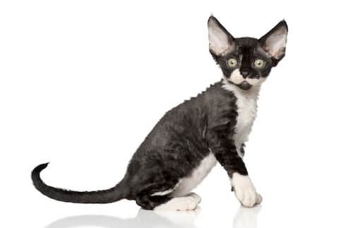 Nombres para gatas negras - Devon rex