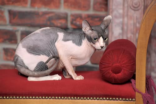 Gato gris sphynx