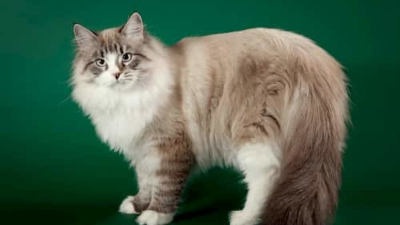 Nombres Tiernos Para Gatos 400 Nombresdegatos Eu