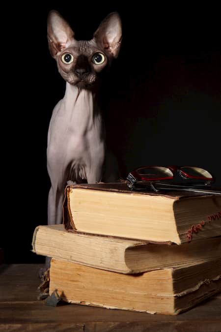 nombres de gatas en inglés