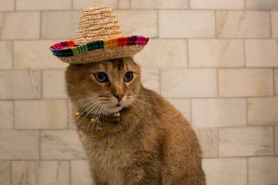 gata hembra mexicana