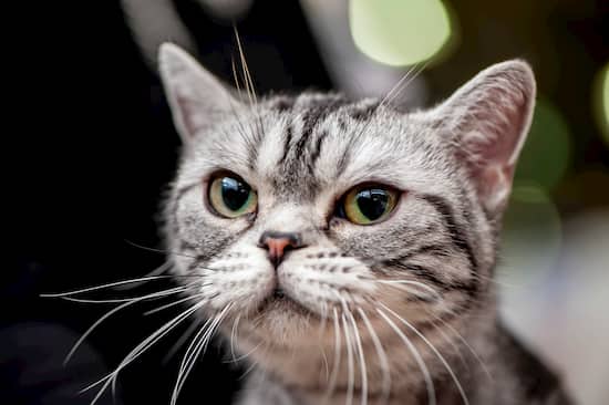 gata pequeña hembra gris