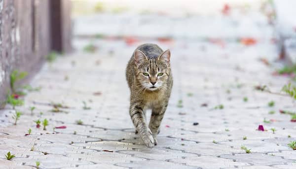 mejores nombres mexicanos para gatos 