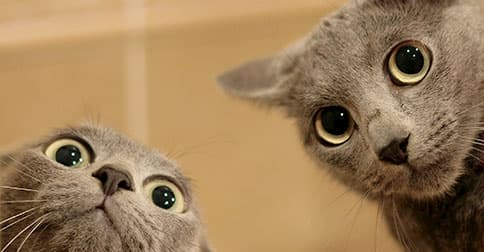 dos gatos grises mirando raro a la cámara