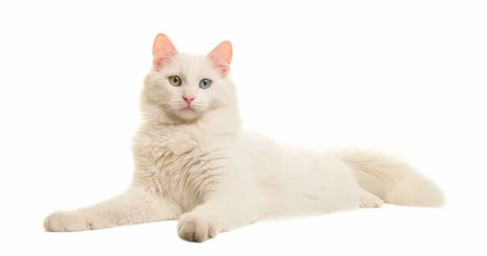 gata blanca angora