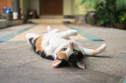 gato macho de tres colores