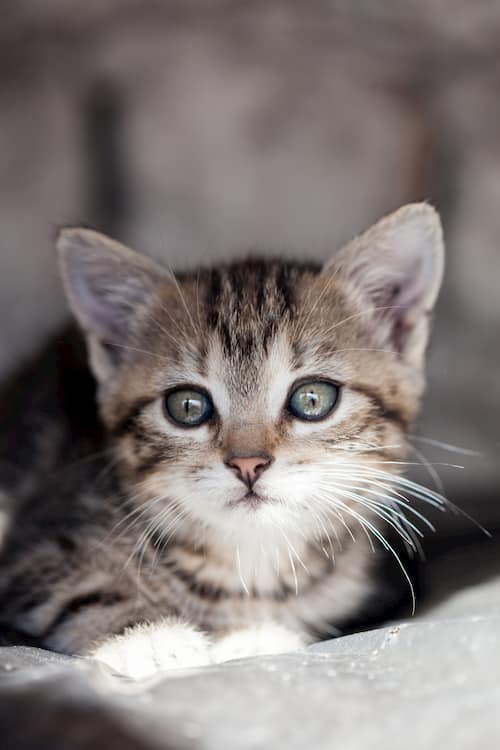 nombres astrologicos para gatos