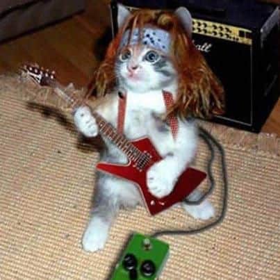gato rockero
