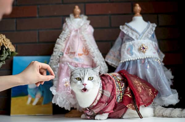 gatita con traje chino rojo