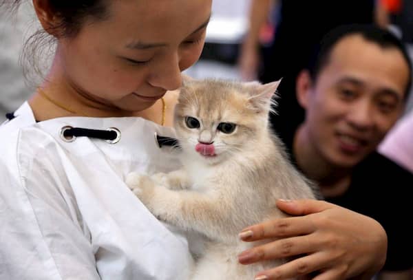 nombres chinos para gatos