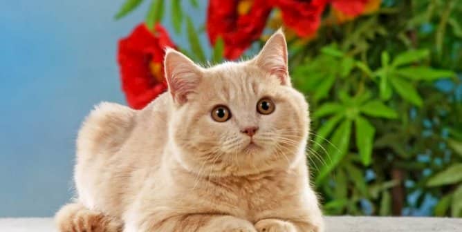 nombres griegos para gatos