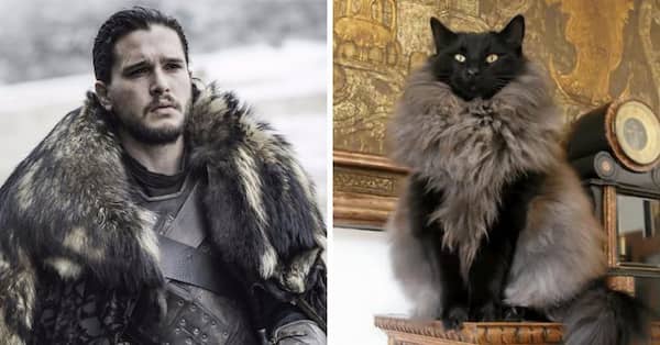 gato con abrigo de juego de tronos