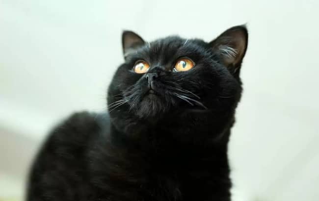 británico de pelo corto negro