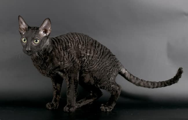 cornish rex negro