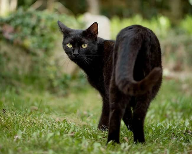 macho de la raza bombay