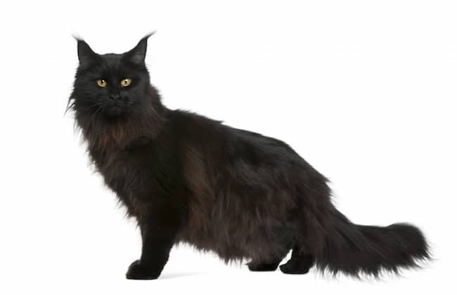 maine coon negro con pelo largo