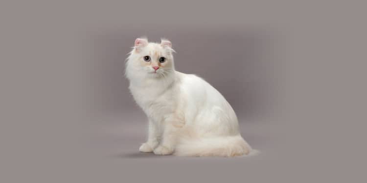 american curl gato blanco y naranja