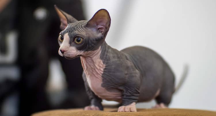 bambino sin pelo gris y rosado