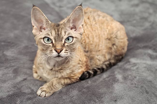 devon rex gata hembra con ojos verdes