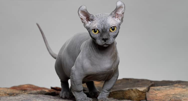 gato dwelf gris