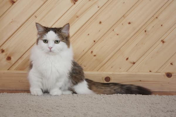 gato napoleón bicolor