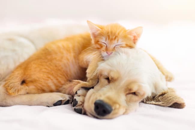 gato pequeño con un perro labrador