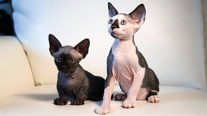 híbridos sphynx