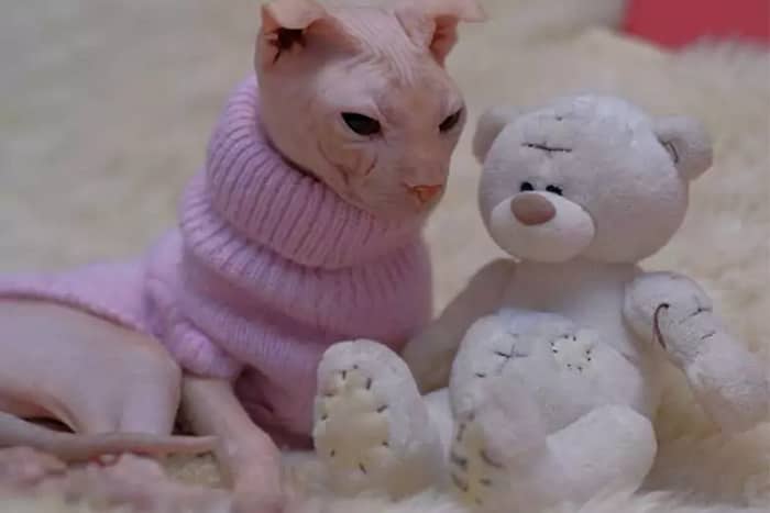 lekvoy ucraniano sin pelo