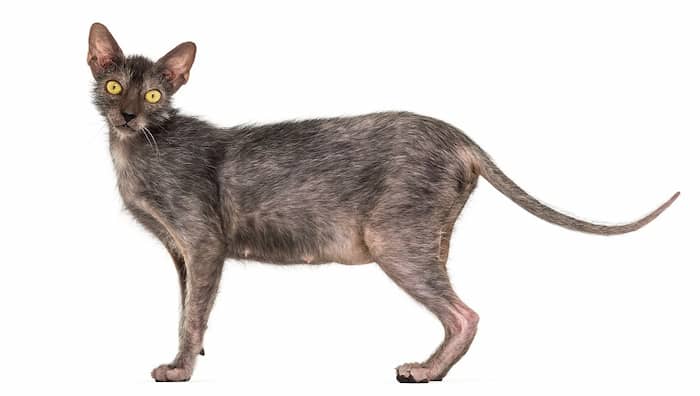 lykoi negro