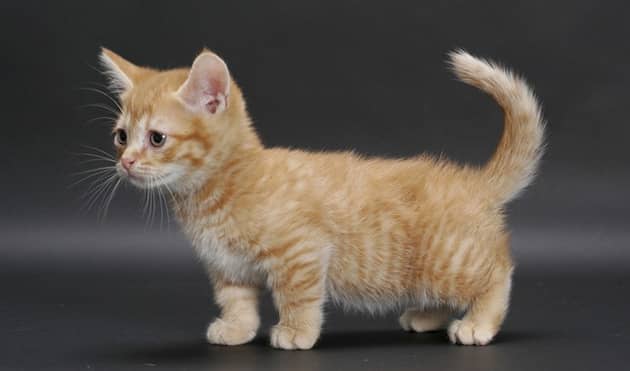 10  Razas de Gatos Pequeños ¡ Con Fotos!