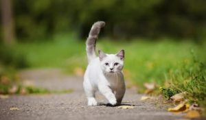 razas de gatos pequeños