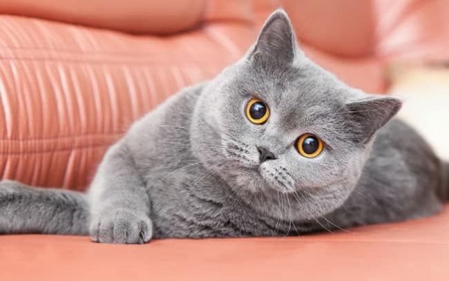 británico de pelo corto gris precioso