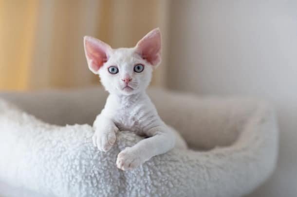 devon rex blanco