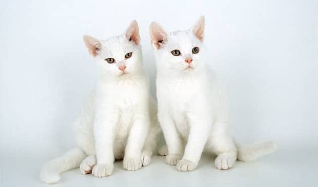 dos gatos americanos de pelo corto blancos