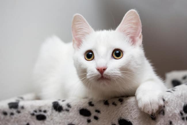 europeo de pelo corto blanco