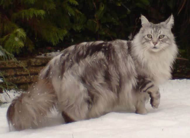 gato raza maine coon color gris y negro