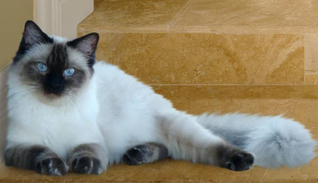 ragdoll gato blanco y negro enorme