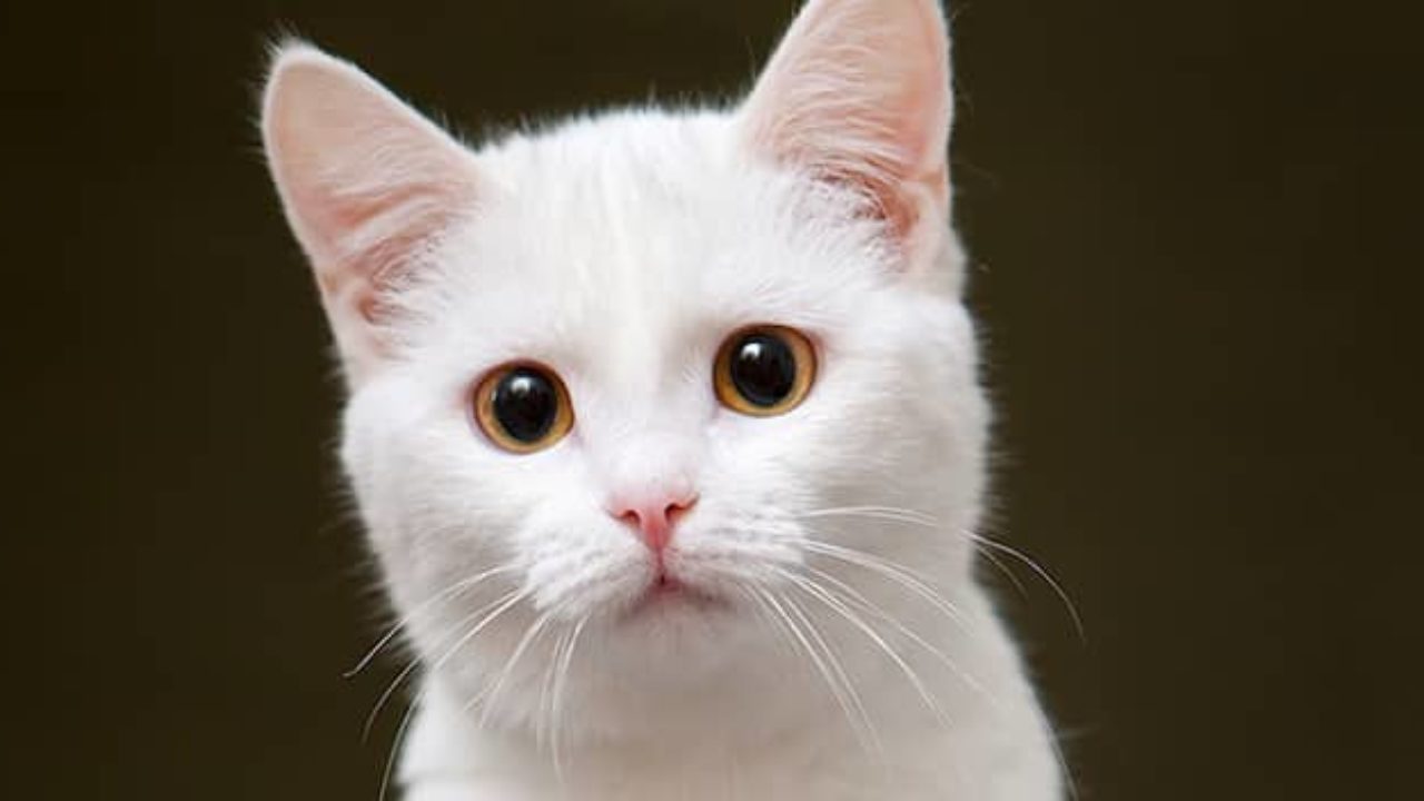 ¿Cuál es la raza de los gatos blancos?