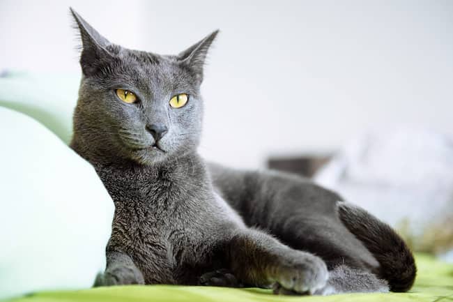 gato azul ruso color gris